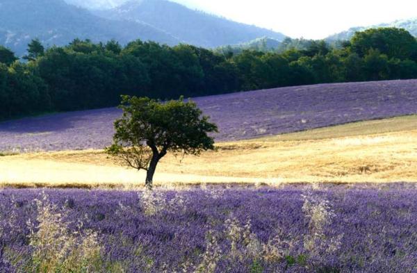 Stage aquarelle Provence Vilcaz