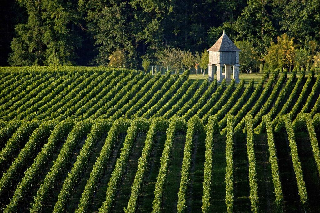 Les vignes de St Emilion Corinne Vilcaz